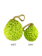 Load image into Gallery viewer, Foam Sponges
